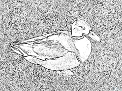 canard Coloriages À Imprimer